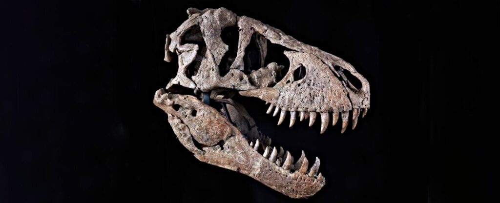 T REX, Maximus