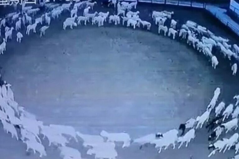Κίνα: Λύθηκε το μυστήριο με τα πρόβατα που έκαναν κύκλους