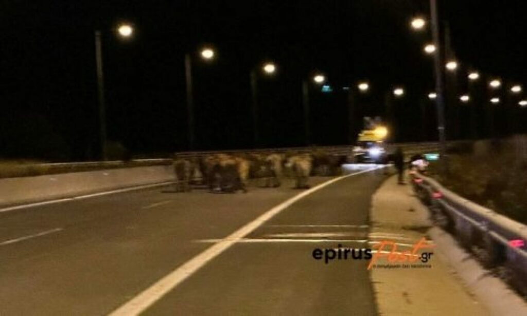 Έκλεισε η Εγνατία Οδός: Εκτροπή νταλίκας με αγελάδες