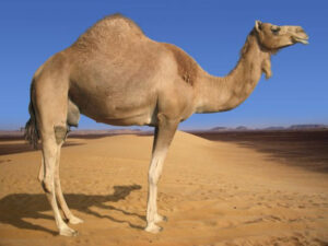 ιός της καμήλας