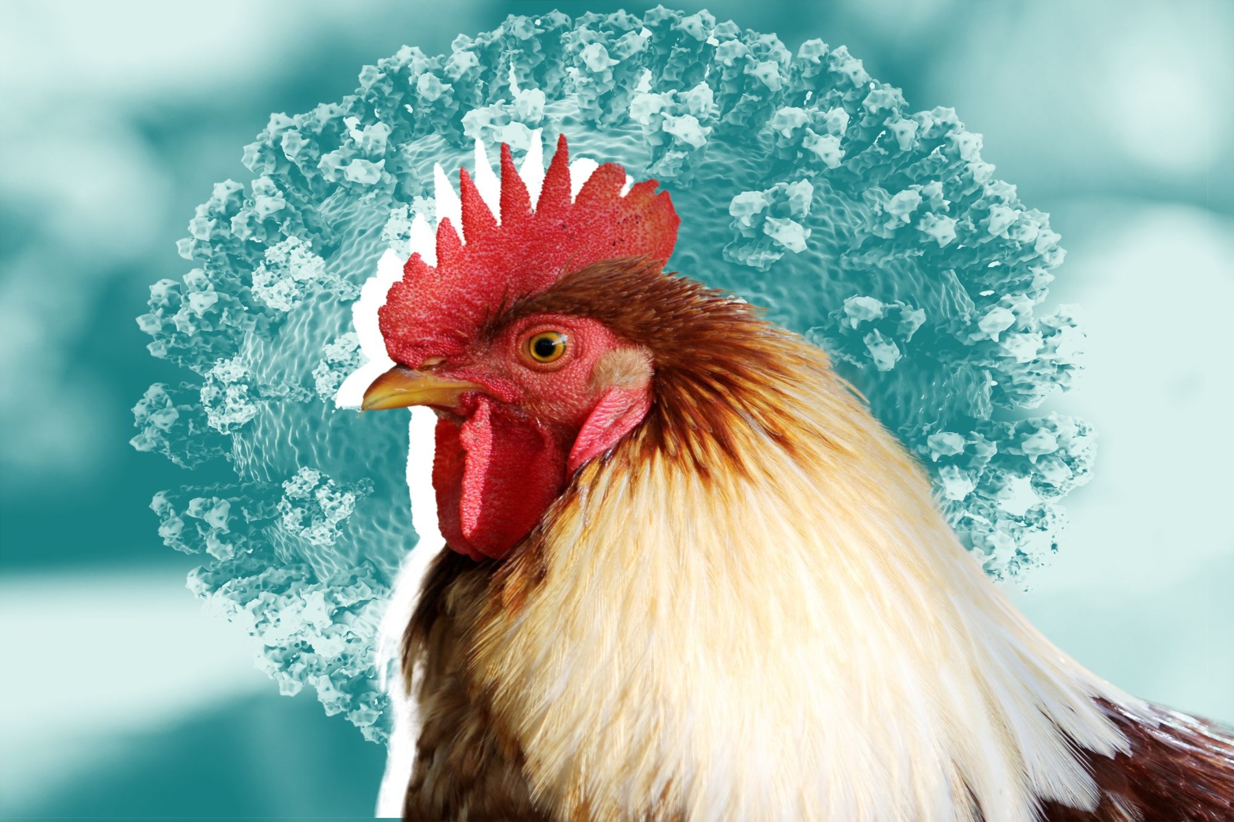 Γρίπη των πτηνών: Περισσότερα από 50 εκατομμύρια πουλιά σφαγιάστηκαν