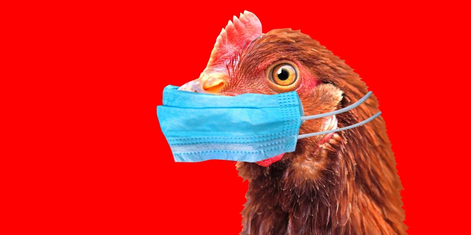 Υπάρχει πράγματι ελληνική πτηνοτροφική μονάδα, με κρούσματα της νόσου των πτηνών;