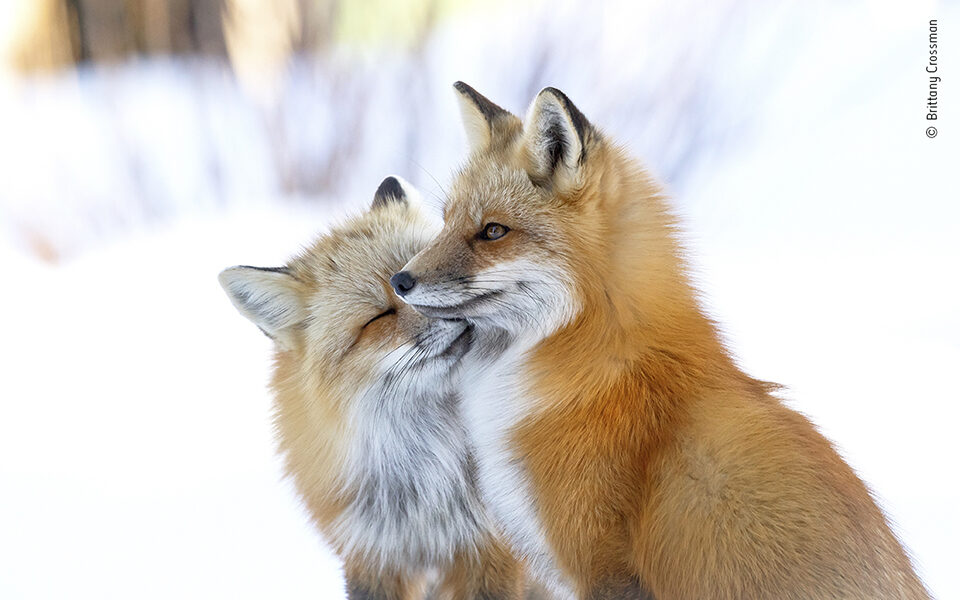 Wildlife Photographer of the Year: Τα κορυφαία κλικ της φύσης για το 2022