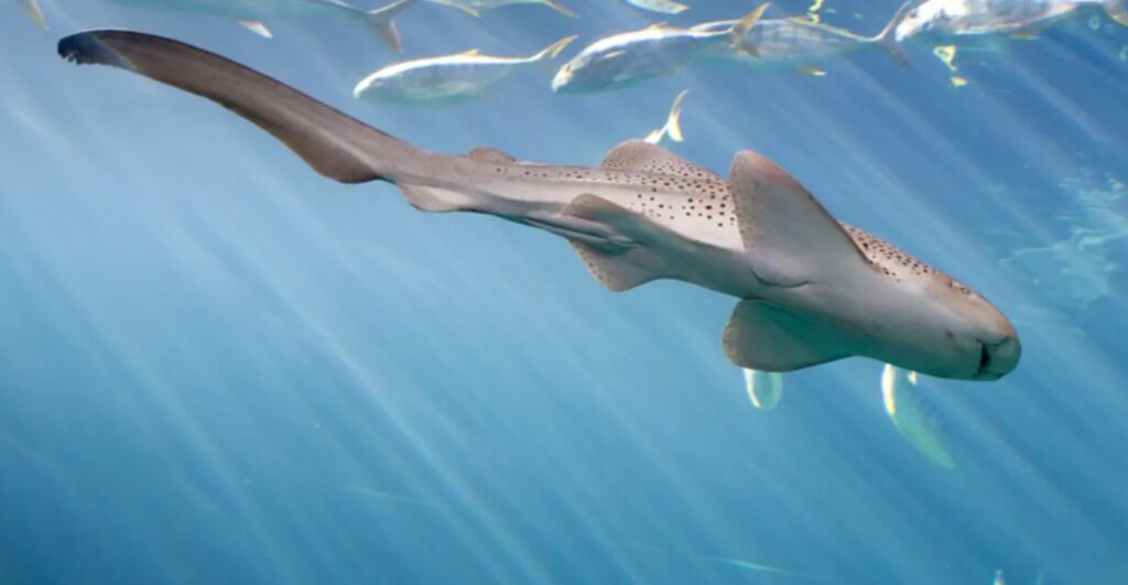 sharks