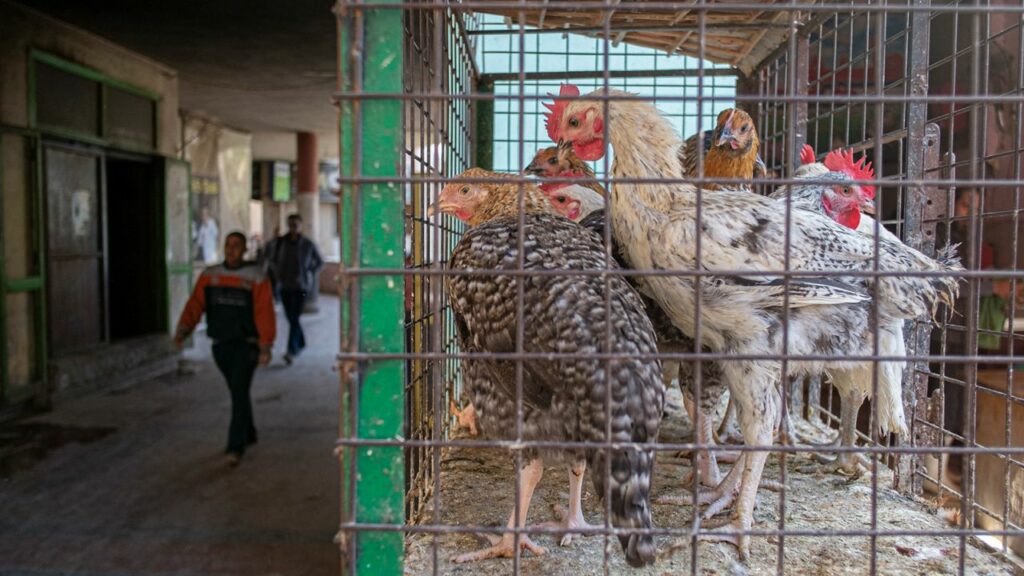 egypt-loan-imf-chicken-feet