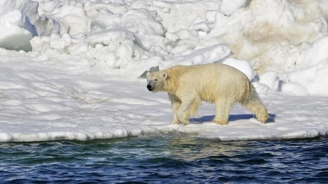 pollarbear