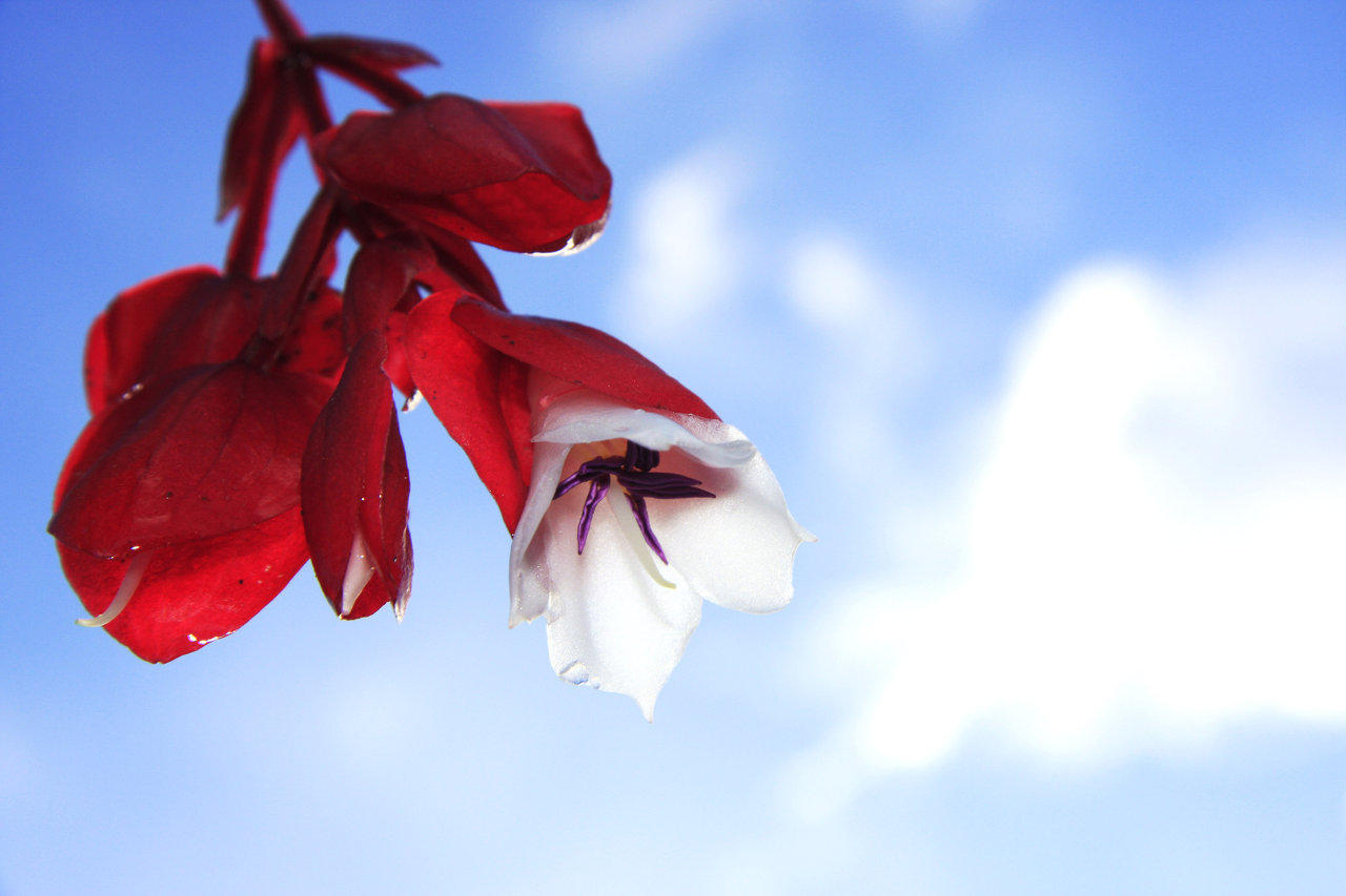 Tagimoucia: ένα από τα πιο σπάνια λουλούδια στον κόσμο!