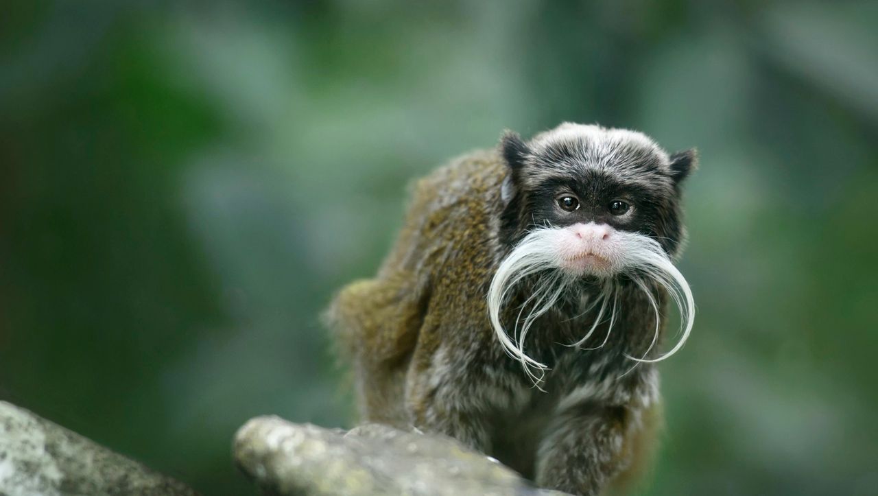 Δύο σπάνιοι πίθηκοι εξαφανίστηκαν από τον ζωολογικό κήπο του Ντάλας