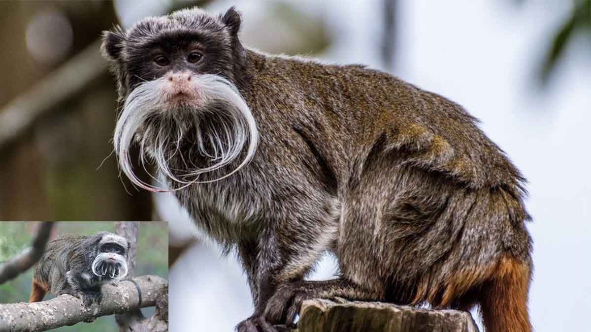 Βρέθηκαν ζωντανοί οι δύο σπάνιοι πίθηκοι που είχαν εξαφανιστεί από τον ζωολογικό κήπο του Ντάλας