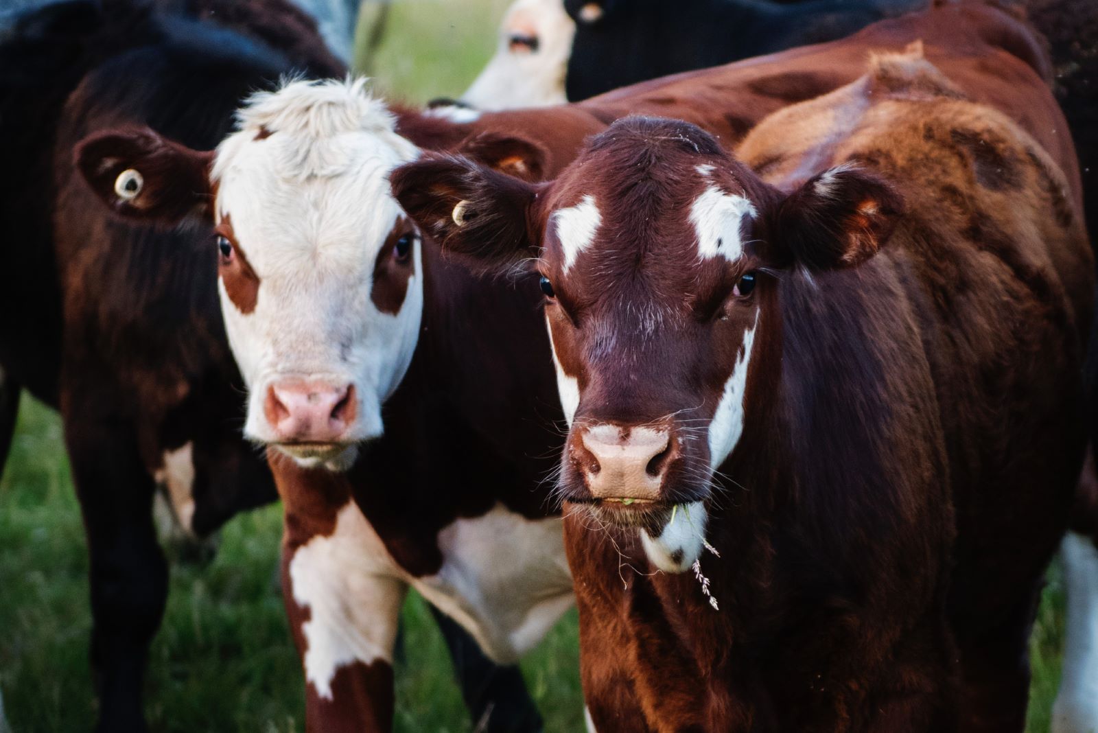 Κίνα: Κλωνοποίησε «σούπερ αγελάδες» - Μπορούν να παράγουν ασυνήθιστα υψηλή ποσότητα γάλακτος
