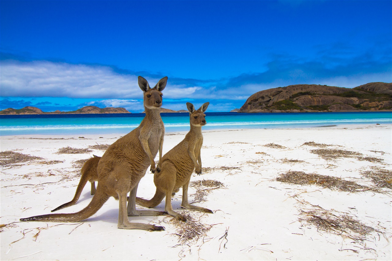7. Νήσος Καγκουρό, Αυστραλία