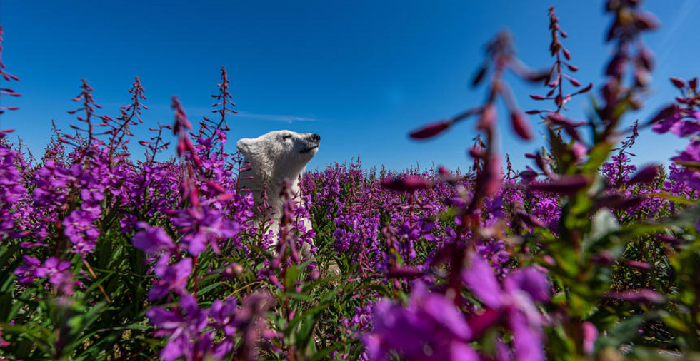 Wildlife Photographer of the Year: «Ο κόσμος της λεοπάρδαλης του χιονιού» απέσπασε το βραβείο κοινού