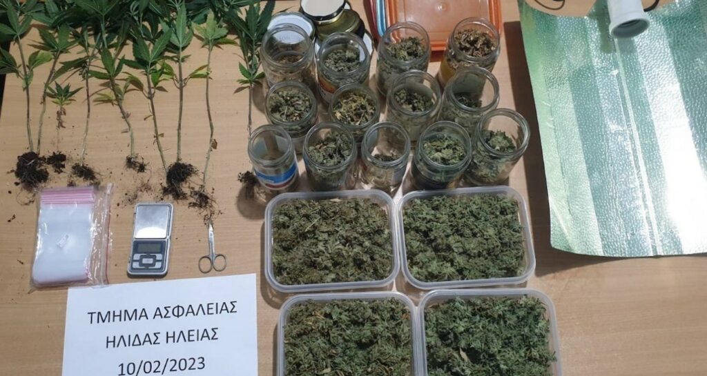 Ηλεία: Φυτώριο με χασισόδεντρα και μισό κιλό κάνναβης