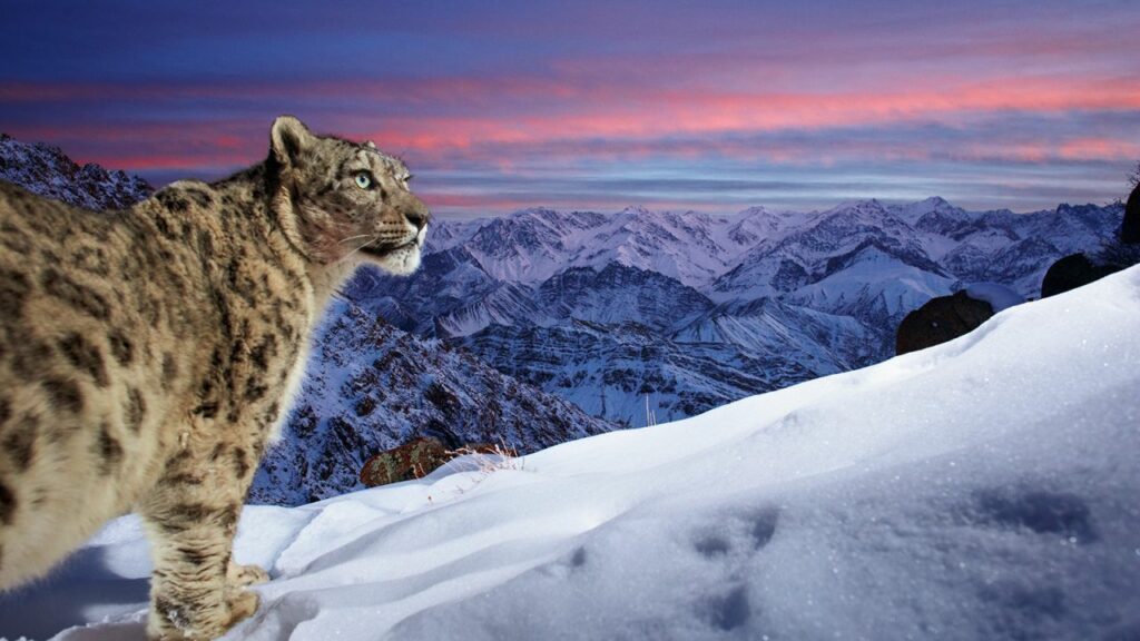 Wildlife Photographer of the Year