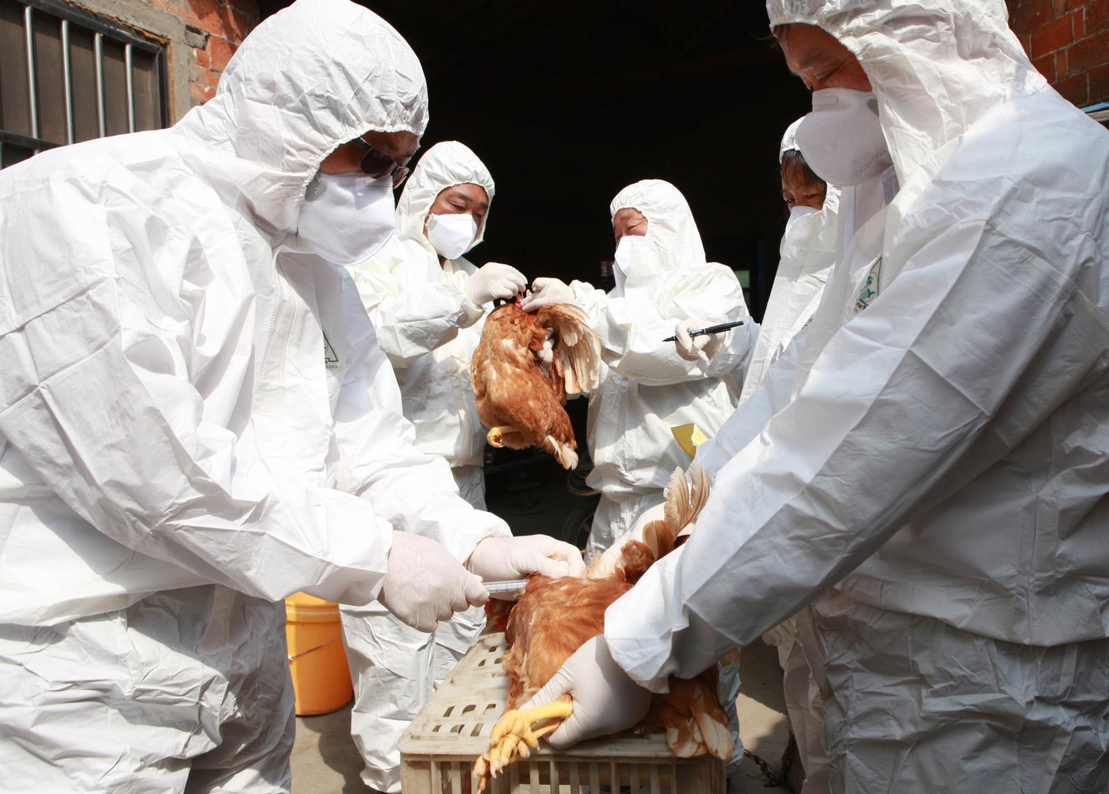 Τρεις αλεπούδες πέθαναν από τη γρίπη των πτηνών στο Παρίσι-Ανησυχία για την εξάπλωση του ιου