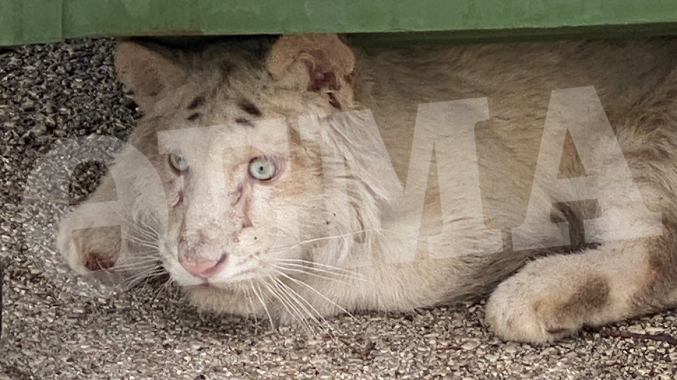 Φιλοζωική οργάνωση ζητά παρέμβαση εισαγγελέα για την εγκατάλειψη του λευκού τίγρη