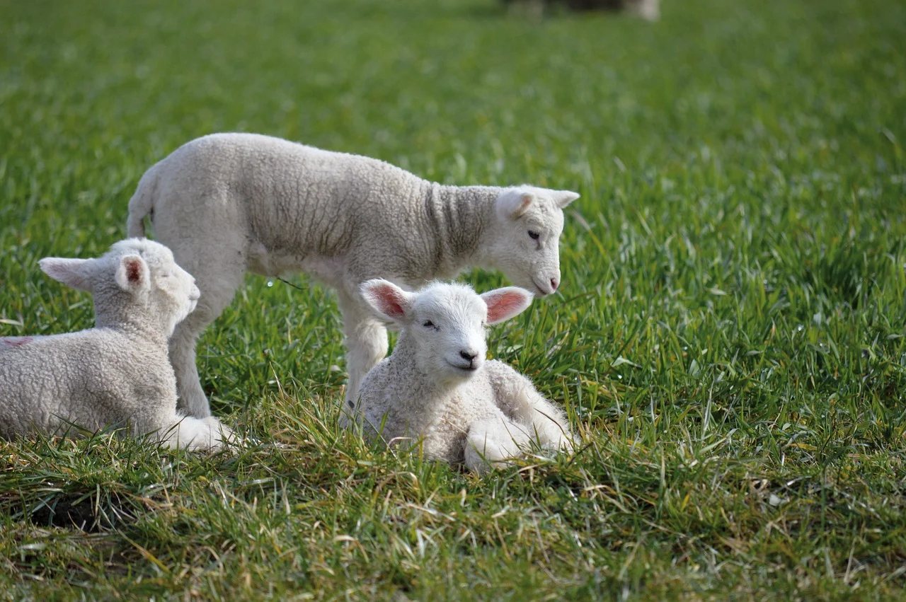 Πρέβεζα: Ζωοκλέφτης άρπαξε κοπάδι με 68 πρόβατα