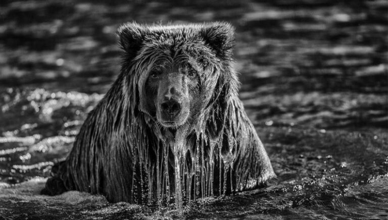 230331105318_paul-nicklen-bears-grizzly