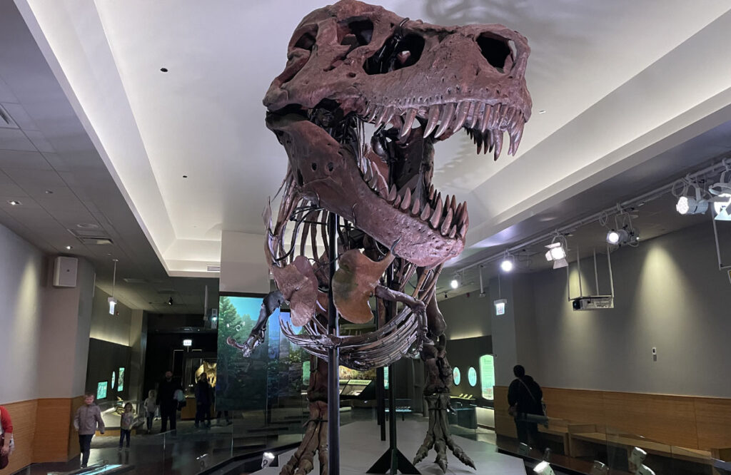 230331111712_tiranosauros