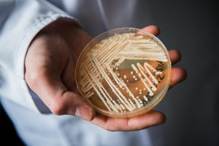 HΠΑ: Συναγερμός για την εξάπλωση του δυνητικά θανατηφόρου μύκητα Candida Auris σε 30 πολιτείες - Τι είναι