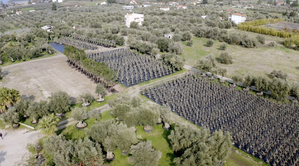 Lamda Development: Γιγάντια επιχείρηση μεταφύτευσης 3.000 δέντρων στο Ελληνικό