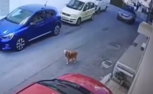 Ηράκλειο: Στα κρατητήρια και το Πάσχα η 63χρονη που πάτησε σκύλο με το αυτοκίνητό της