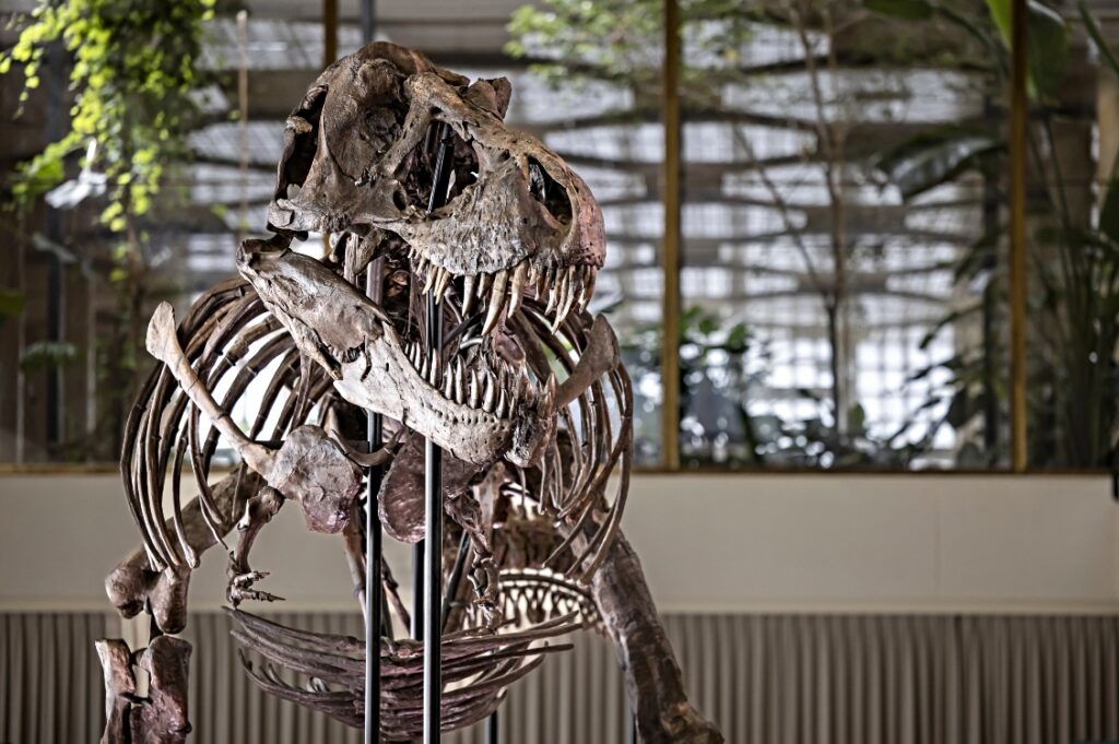 T. rex.