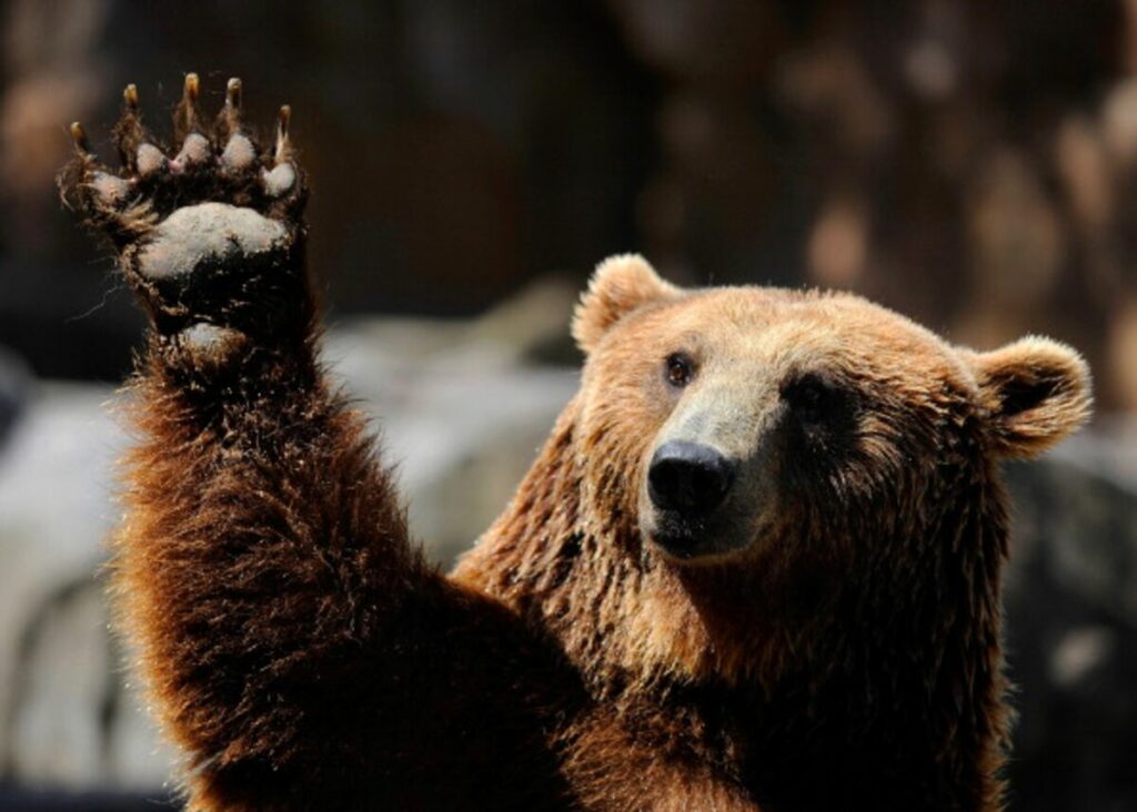 230421160729_bear
