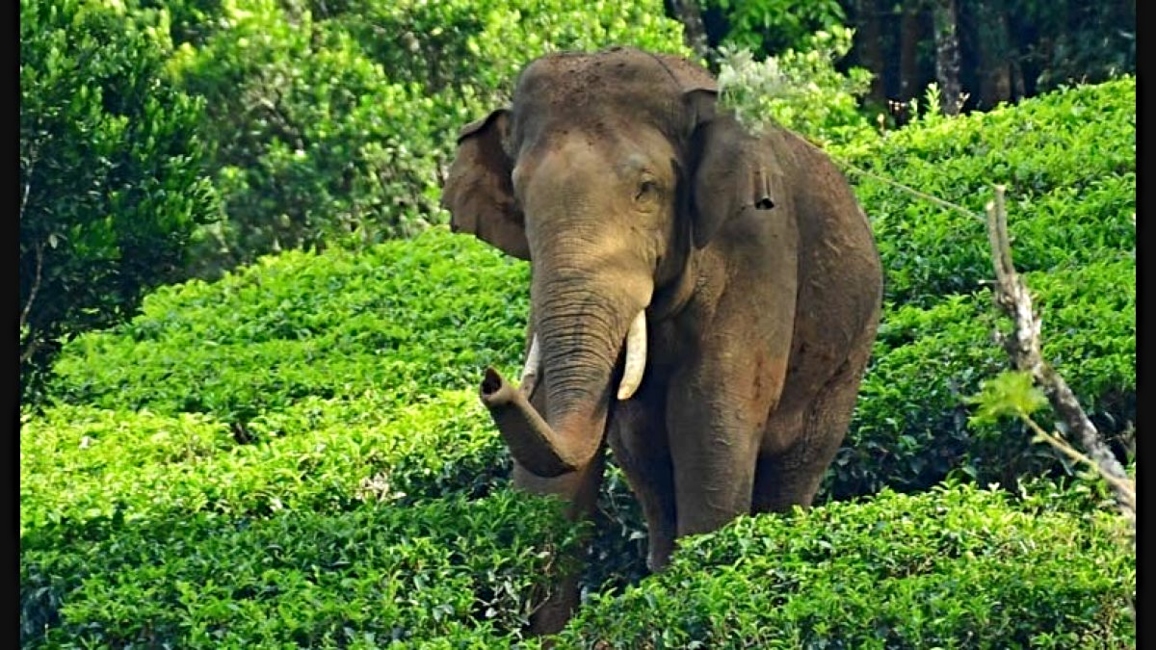 Arikomban, Ινδία, ελέφαντας.