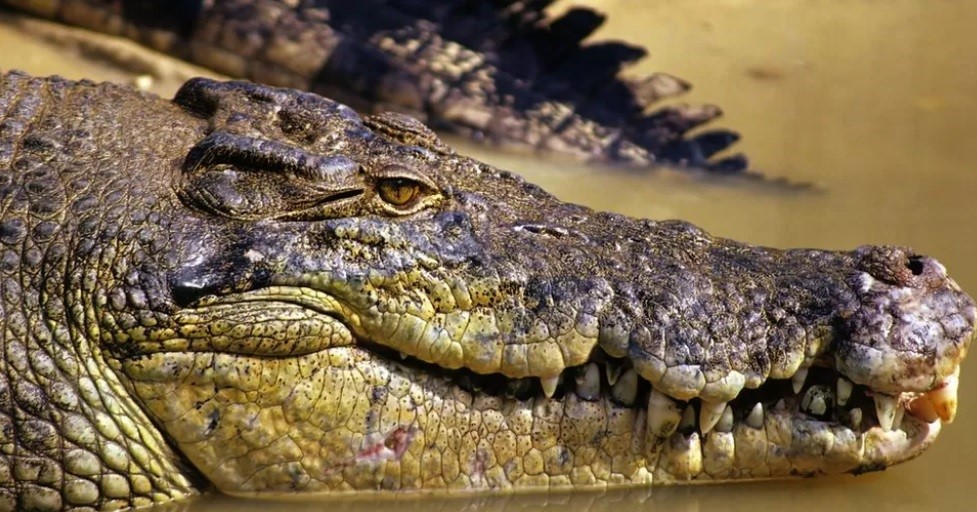 230503170445_croco