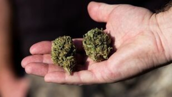 230511175705_cannabis