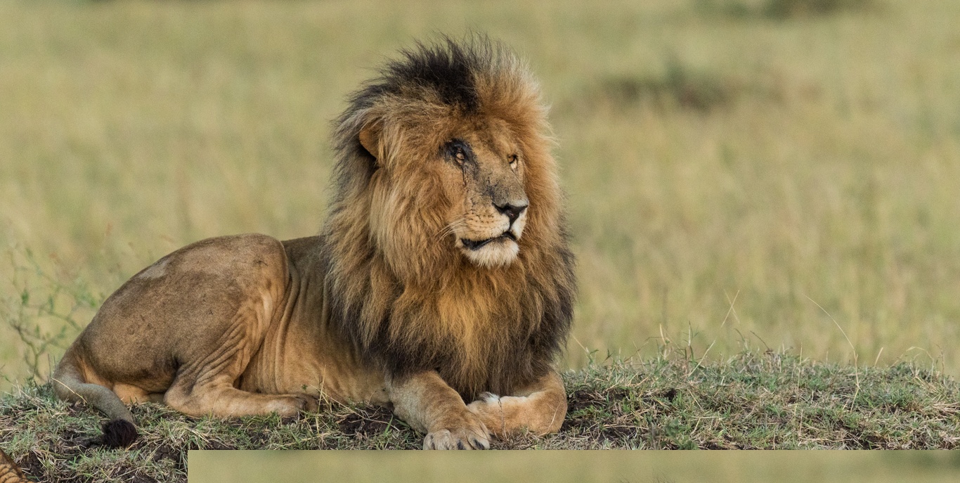 Κένυα: Οι Μασάι σκότωσαν το γηραιότερο λιοντάρι της χώρας