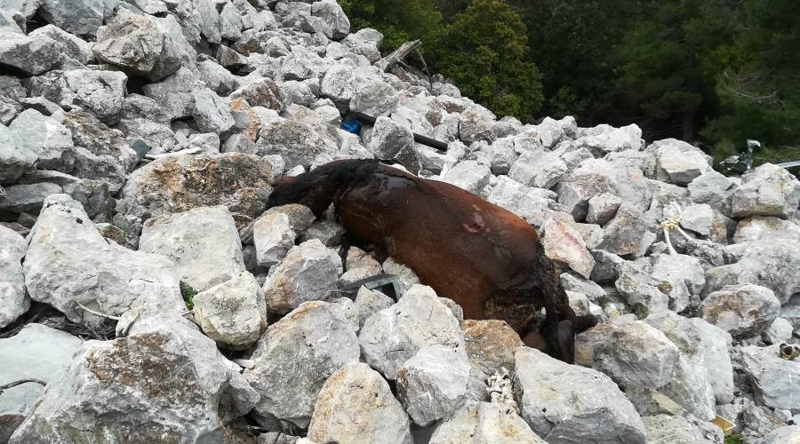 Εντοπίστηκαν σε γκρεμό νεκρά άλογα