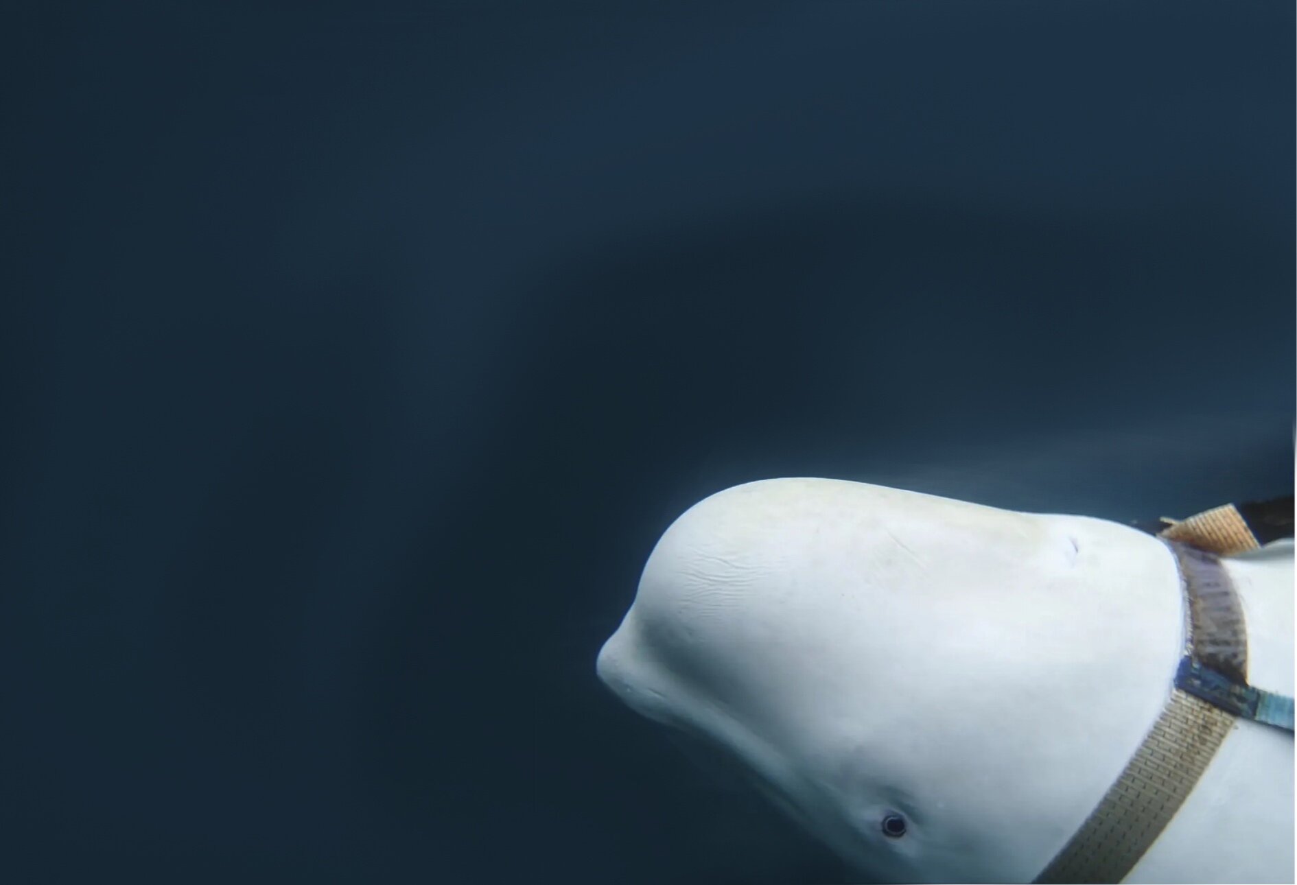 Χβάλντιμιρ: H φάλαινα «κατάσκοπο των Ρώσων» βρίσκεται στη Σουηδία