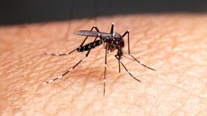 Θεσσαλία: Σχέδιο διαχείρισης κουνουπιών - Αυξημένος κίνδυνος μετάδοσης παθογόνων