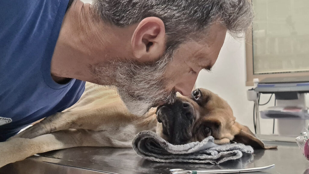 Πέθανε η Νίκη, το σκελετωμένο boxer που βρέθηκε αλυσοδεμένο στην Ζαχάρω-Το συγκλονιστικό αντίο