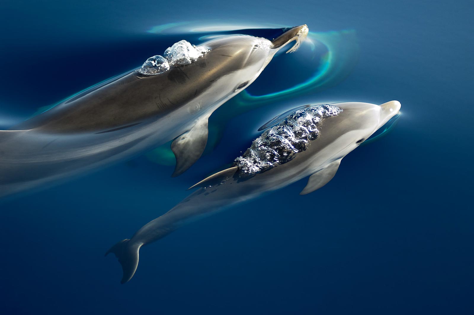 Οι θανατώσεις ζωνοδέλφινων στο ΒΑ Αιγαίο συνεχίζονται