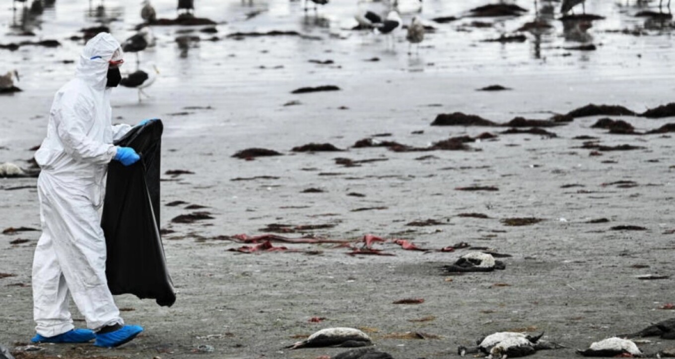 Χιλή: Μυστηριώδης θάνατος χιλιάδων πτηνών στις βόρειες ακτές της χώρας