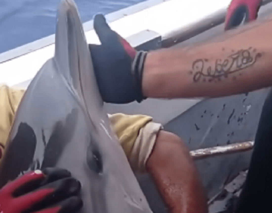 Κάλυμνος: Διάσωση δελφινιού από ψαράδες - Βίντεο