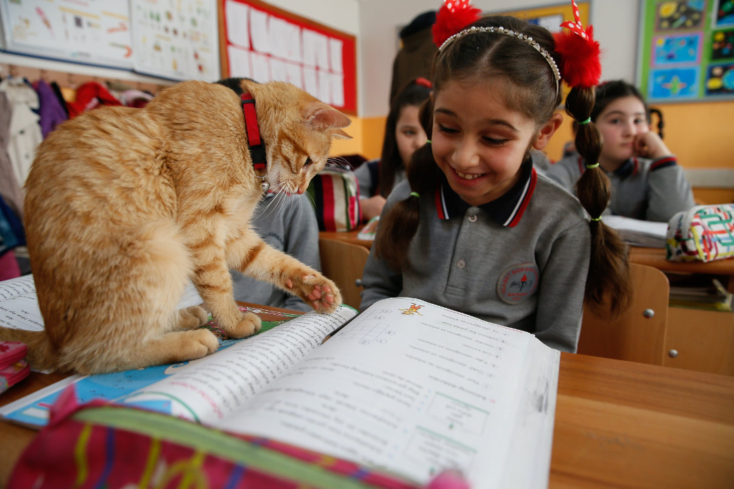 Γάτος υιοθετήθηκε από δημοτικό της Σμύρνης και κάνει μάθημα μαζί με τα παιδιά
