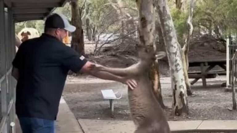 Αυστραλία: Καγκουρό τσακώνεται με Αμερικανό τουρίστα (βίντεο)