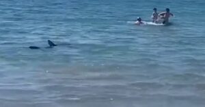 Ισπανία: Καρχαρίας κυνηγά λουόμενους - Βίντεο