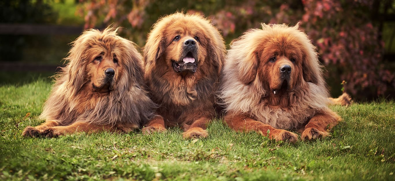 Οι δέκα πιο ακριβές ράτσες σκύλων στον κόσμο