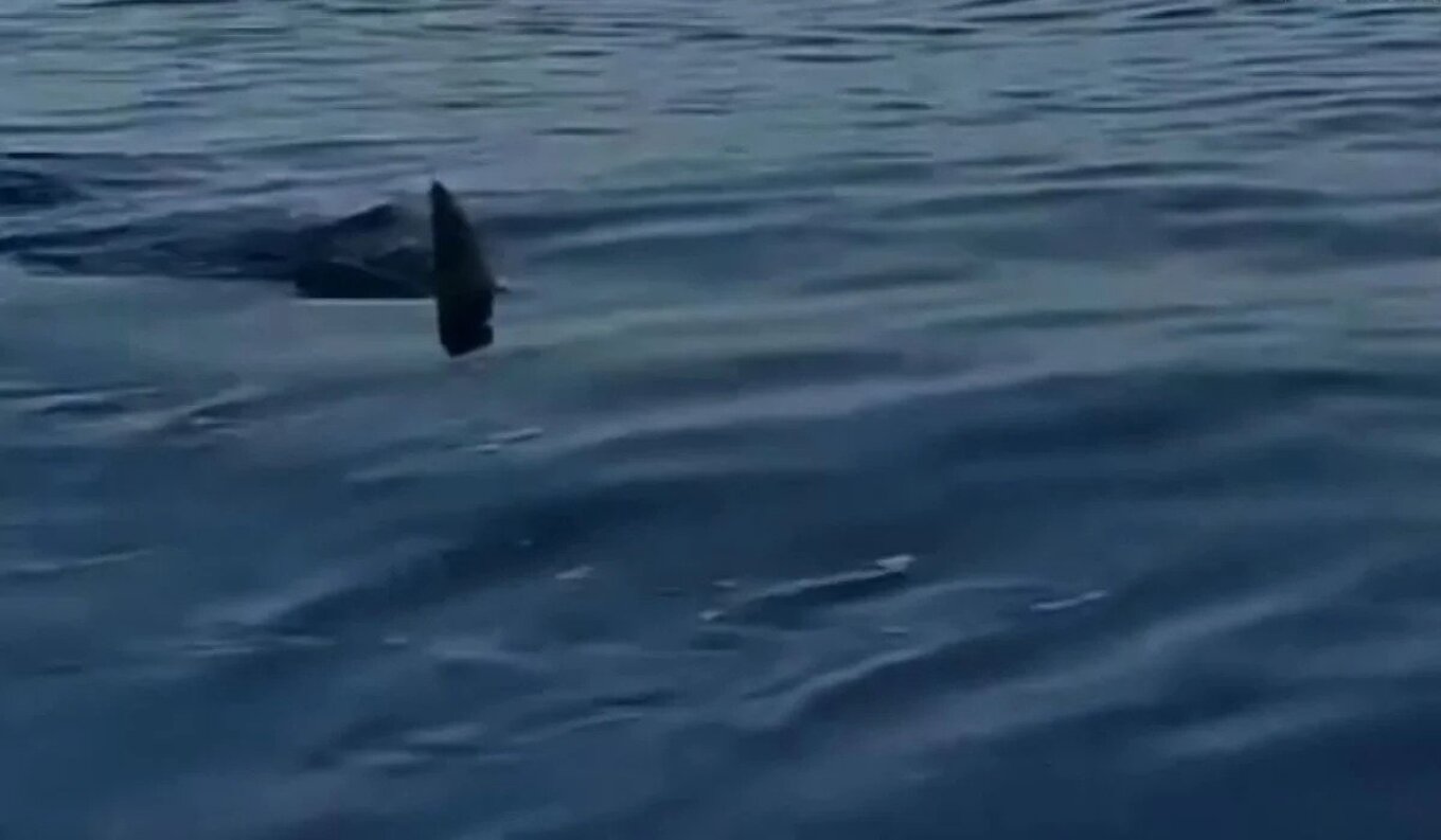 Σέριφος: Καρχαρίας τριών μέτρων πέρασε δίπλα από σκάφος