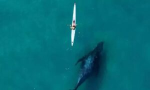 Αυστραλία: Πελώρια φάλαινα κολυμπά σε «απόσταση αναπνοής» από καγιάκ – Δείτε βίντεο