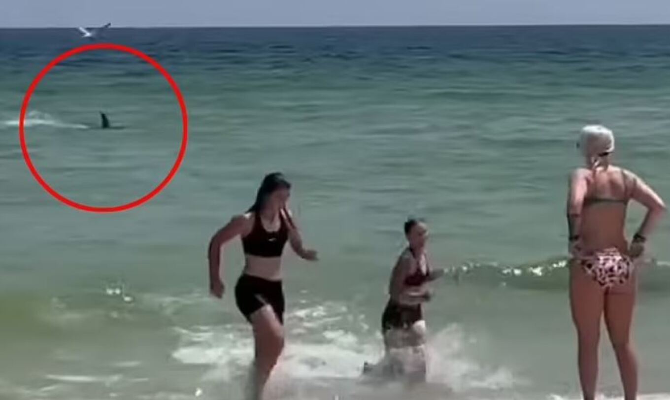 Φλόριντα: Τρόμος σε παραλία από εισβολή καρχαρία στα ρηχά - Βίντεο