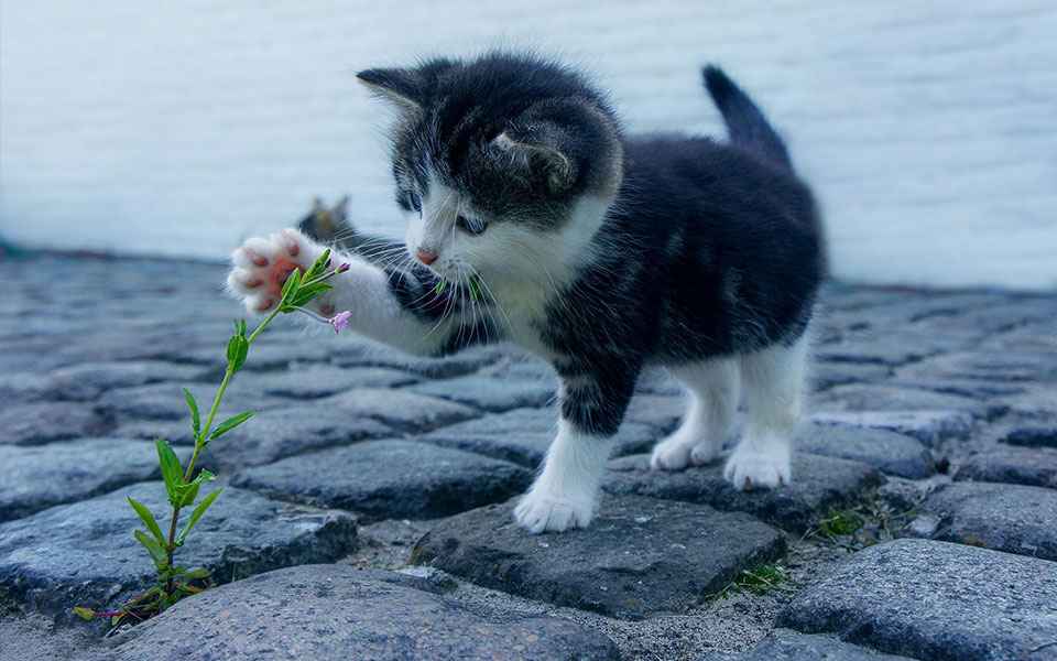 230709202804_gatakia