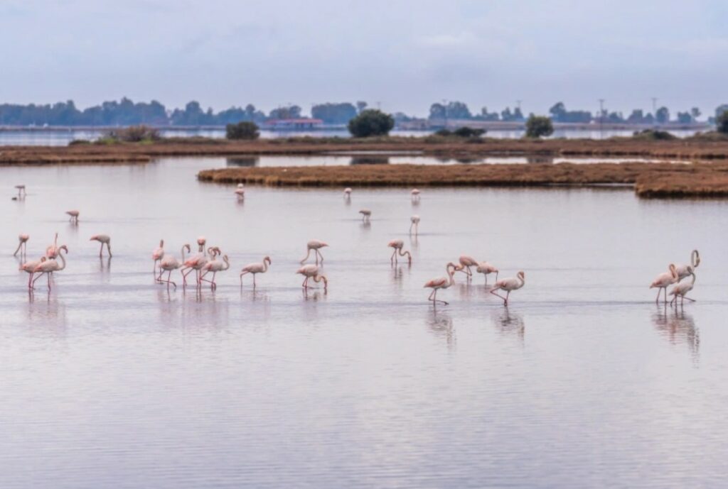 230712082031_flamingko