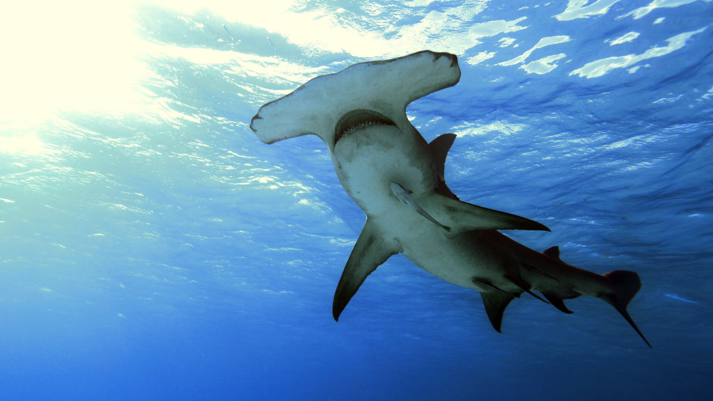 5 περιπέτειες για εσάς που θέλετε η αδρεναλίνη σας να χτυπήσει κόκκινο