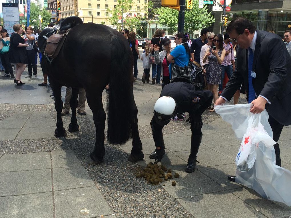 Horse poop. Horse poop Bag. Лошадь какает на параде.